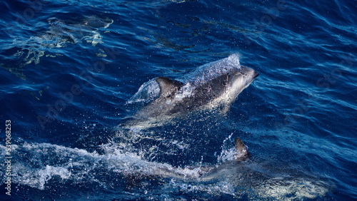 Dusky dolphin  Lagenorhynchus obscurus  in the Atlantic Ocean  off the coast of the Falkland Islands