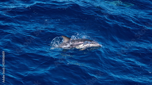 Dusky dolphin (Lagenorhynchus obscurus) in the Atlantic Ocean, off the coast of the Falkland Islands