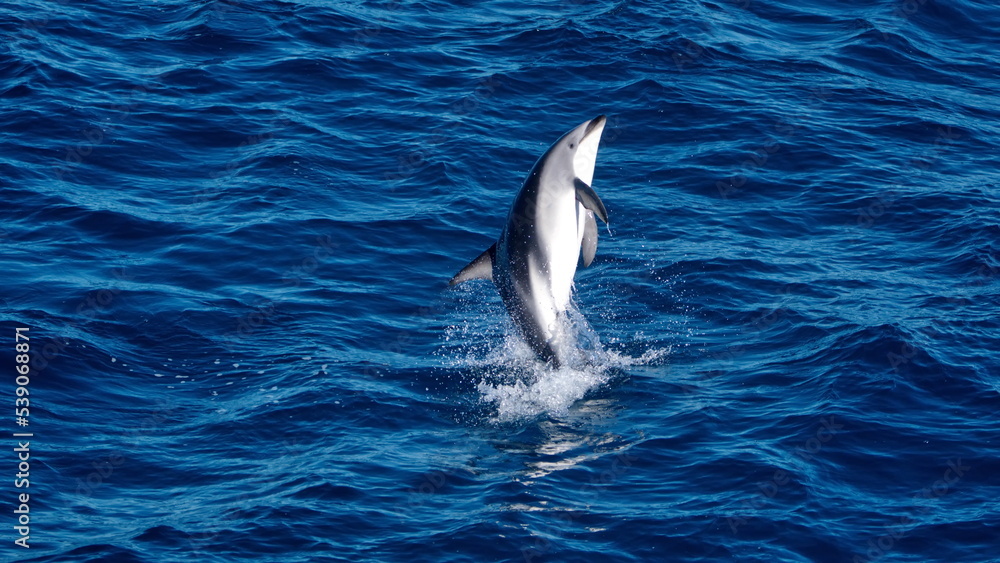 Naklejka premium Dusky dolphin (Lagenorhynchus obscurus) jumping in the Atlantic Ocean, off the coast of the Falkland Islands