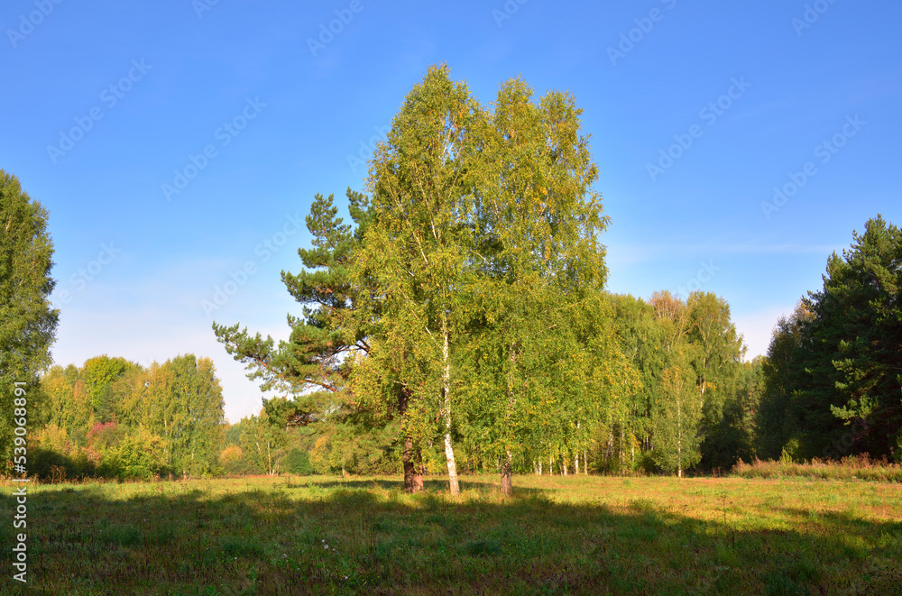 Naklejka premium Forest park in early autumn