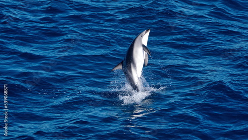 Dusky dolphin (Lagenorhynchus obscurus) jumping in the Atlantic Ocean, off the coast of the Falkland Islands