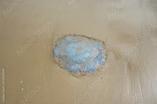 Dead jellyfish in the sand of the beach