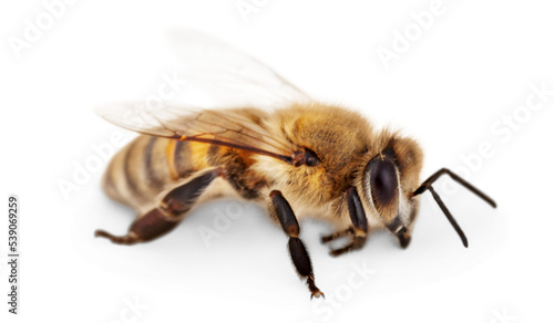 Obraz na płótnie Bee isolated on the white background