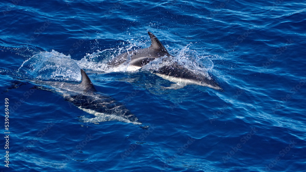Naklejka premium Dusky dolphins (Lagenorhynchus obscurus) in the Atlantic Ocean, off the coast of the Falkland Islands