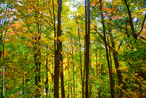 Autumn leaf colour in the forest © Elton