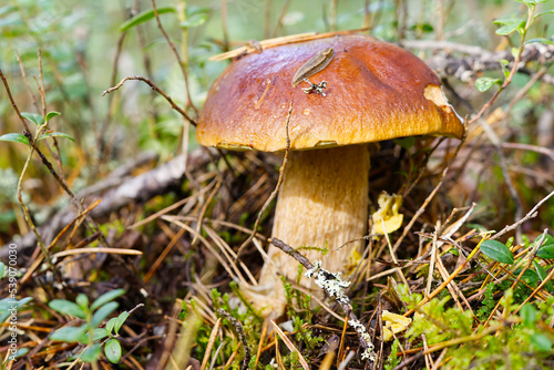 Beautiful boletus edulis mushroom in forest. Old magic forest mushrooms background. White mushroom in sunny day.