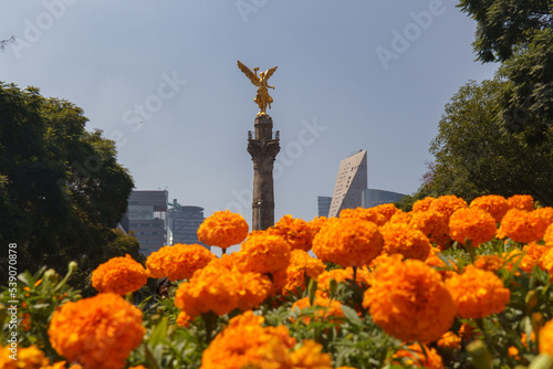 Mexico City  view of the Angel of Independence on the famous Reforma Avenue full of beautiful cempasuchil flowers in Mexico City