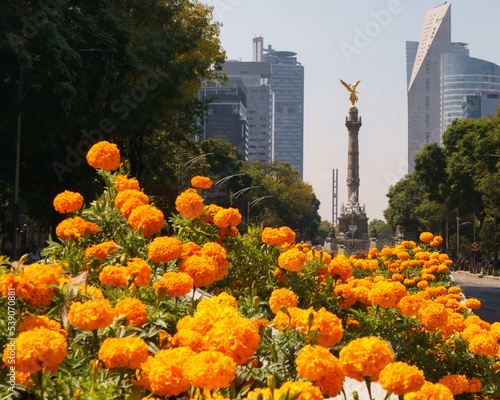 Mexico City  view of the Angel of Independence on the famous Reforma Avenue full of beautiful cempasuchil flowers in Mexico City photo