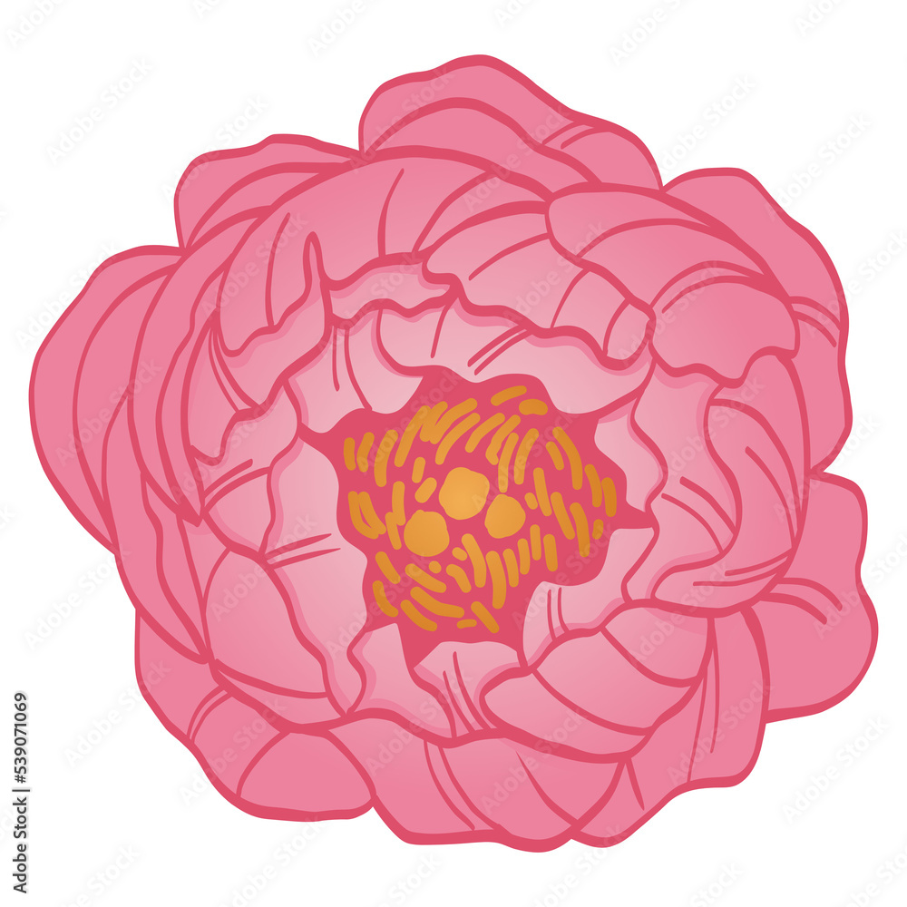 Peony Pink Flower Floral Line Art Drawing Illustration Logo Icon Peony Pink Flower Floral Line Art Drawing Illustration Logo Icon