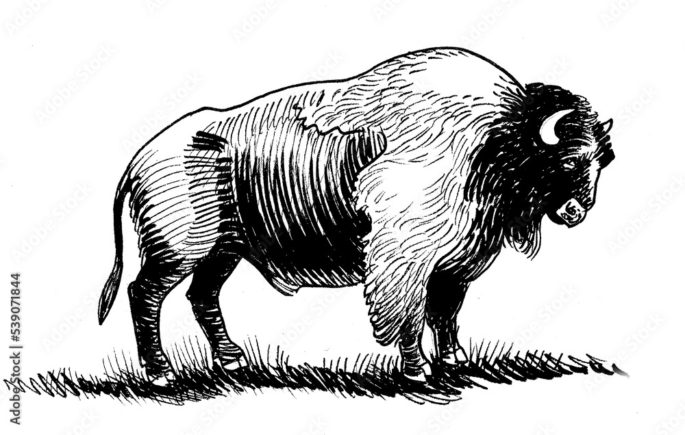 Big bison bull. Ink black and white drawing Stock Illustration | Adobe ...