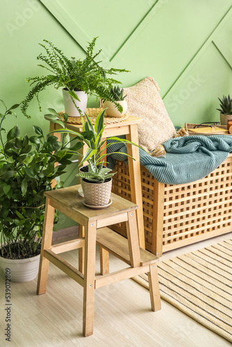 Indoor greenery and home de...