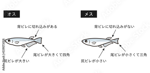 オスとメスのメダカ　イラストセット 