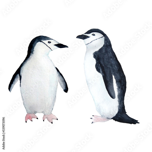 Waterocolor hand drawn illustration with arctic pole penguins on ice. Antarctina marine sea ocean anmals migration birds cute nursery design background on white isolated. Water adelie emperor species.
