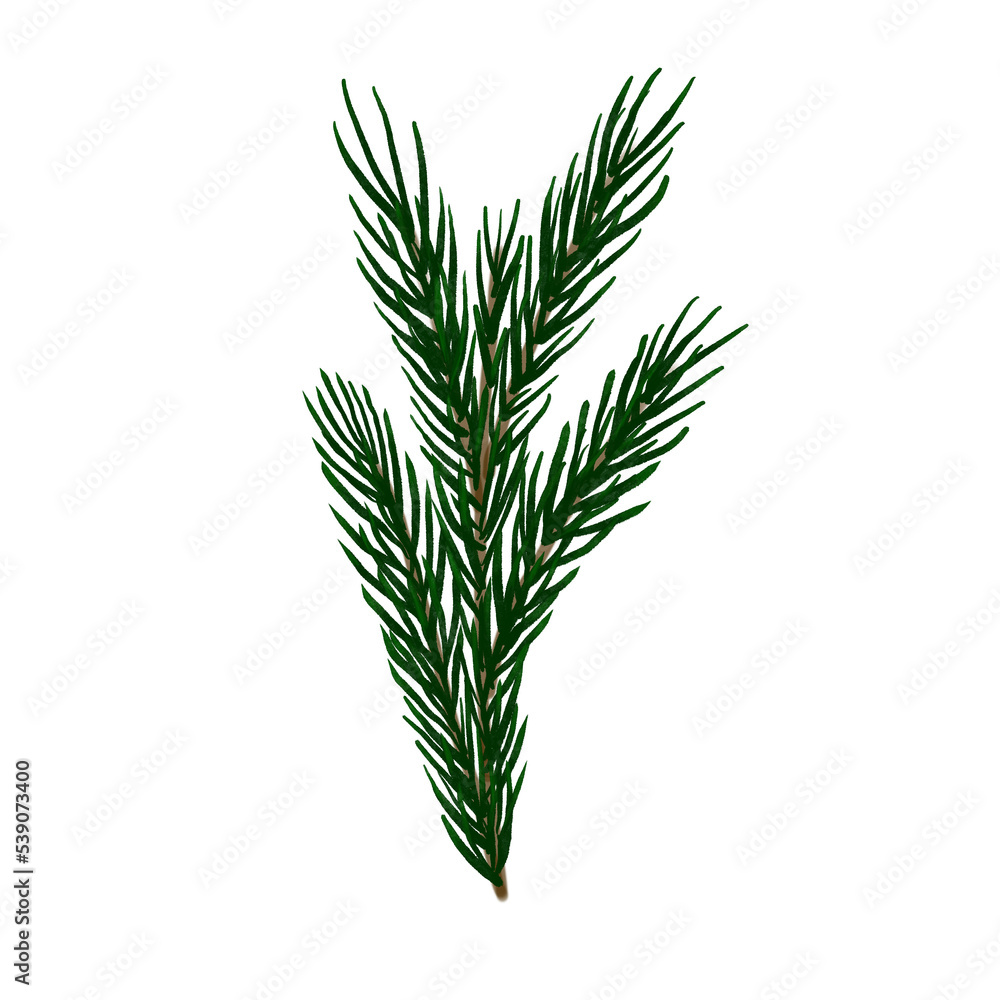 watercolor pine branch watercolor pine branch