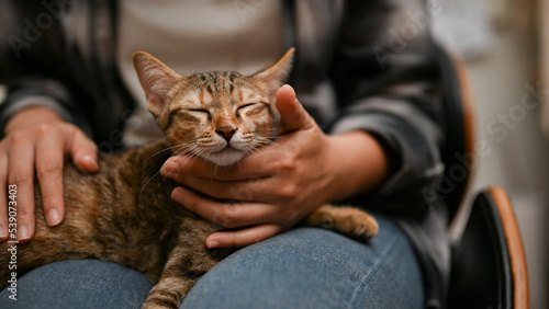 Fotografie, Obraz An adorable and sleepy domestic tabby cat sleeping on her owner's lap, eyes clos
