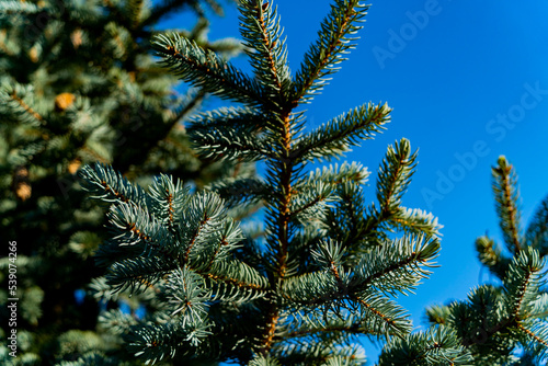 A blue coniferous tree on a sunny day. September. Blue clear sky. Filmed in the Far Eastern region of Russia. 