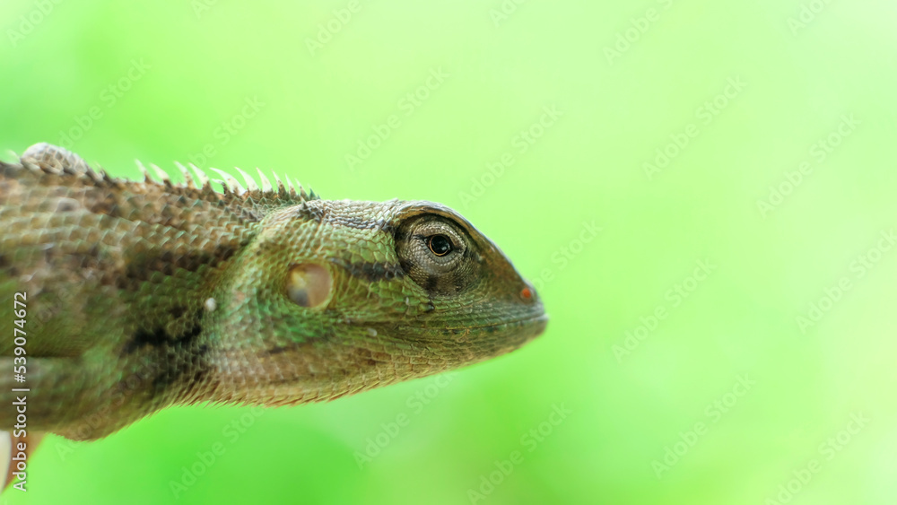 Close-up of bright green chameleon head isolated on blurred background Close-up of bright green chameleon head isolated on blurred background