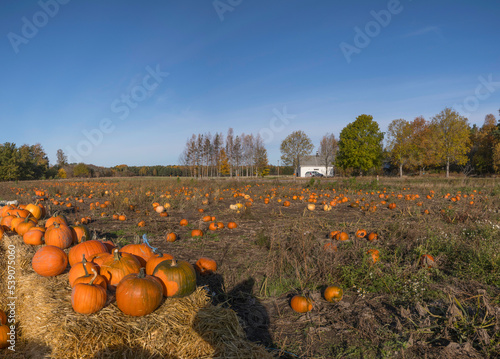 An outdoor pumpkins self pic field and stand a sunny autumn day in Stockholm © Hans Baath