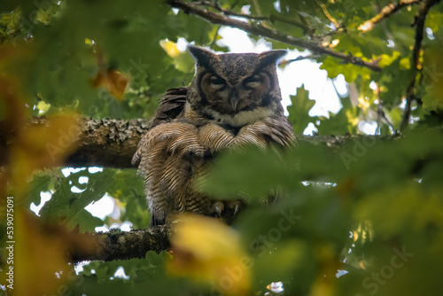 owl sitting on a tree