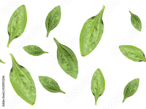 Broadleaf plantain leaves isolated on white, seamless pattern