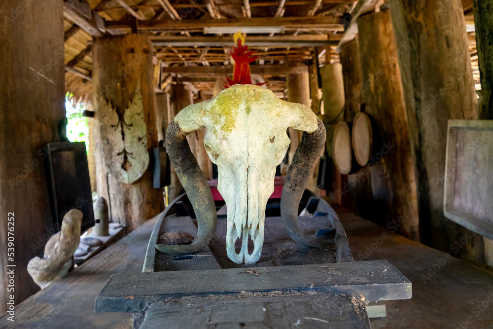 A cow's skull is hung as a decoration