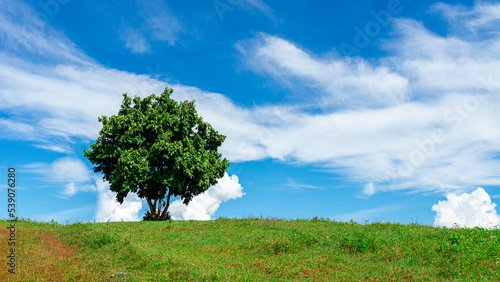 a tree on a green meadow