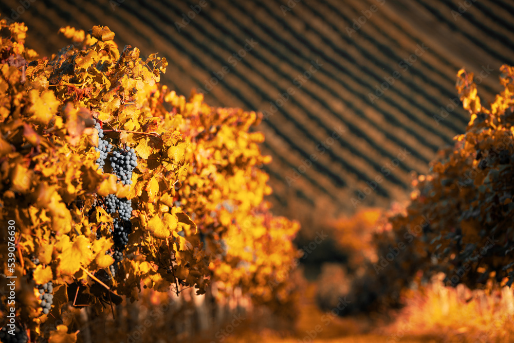 Vineyards at sunset in autumn harvest. Ripe grapes in fall.