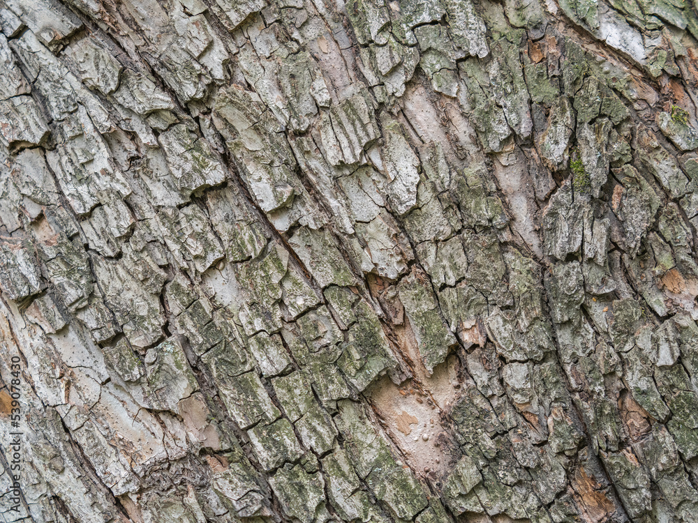 Bark texture and background of a old tree trunk. Detailed bark texture. Bark texture and background of a old tree trunk. Detailed bark texture.