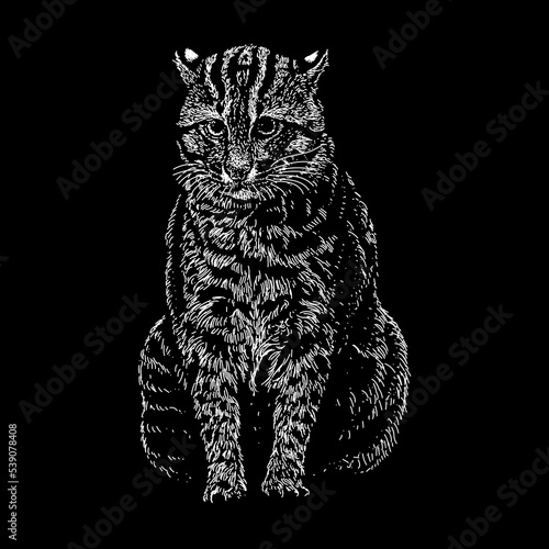 Fishing Cat hand drawing. Vector illustration isolated on black background.