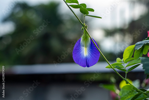 blue aparajita Flower Blooming Close Up on the Tree with blur background photo