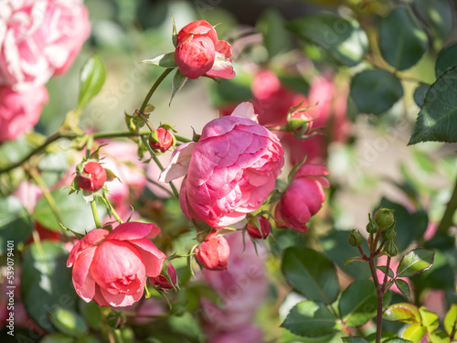 Wallpaper Mural Close-up of a pink rose on green background Torontodigital.ca