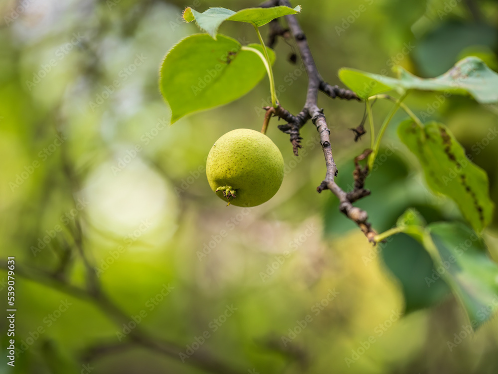 Yellow wild apples ripen on a branch. The Fruit Harvest. Autumn. Soft and selective focus. Yellow wild apples ripen on a branch. The Fruit Harvest. Autumn. Soft and selective focus.