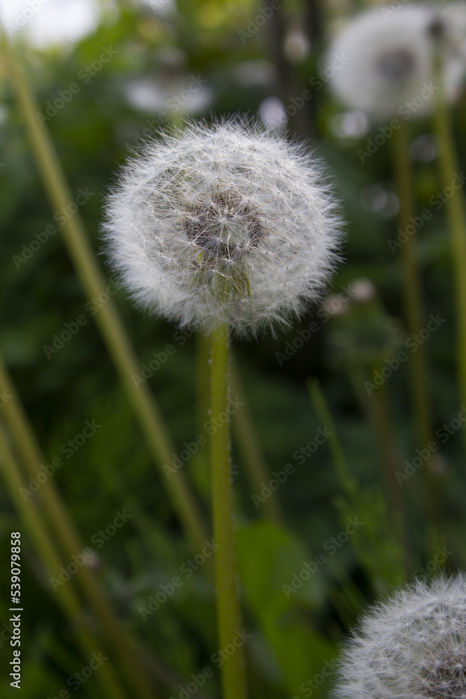 Dandelion with seeds blowing away in the wind. Dandelion seeds in nature on green background Dandelion with seeds blowing away in the wind. Dandelion seeds in nature on green background
