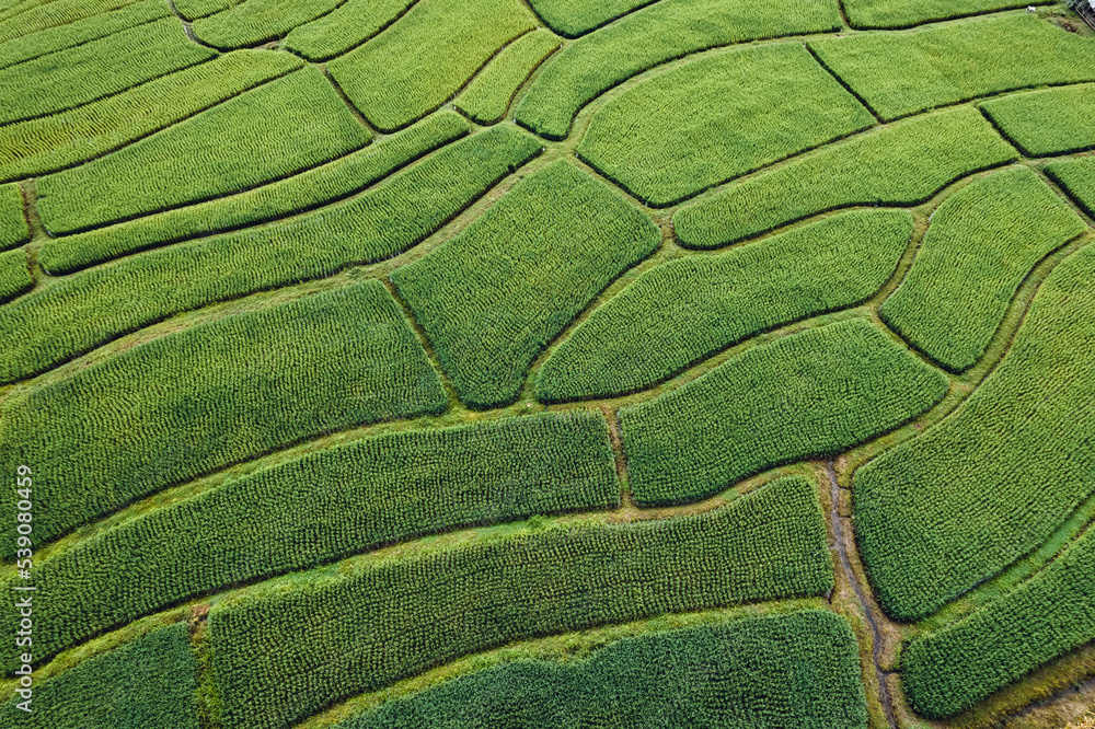 rice field in the morning in asia rice field in the morning in asia