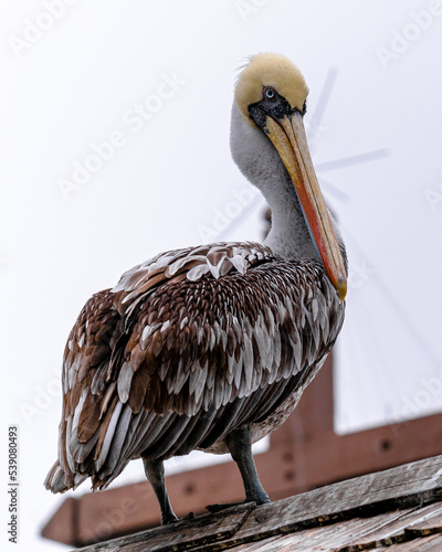 pelicano parado de costado mirando hacia la derecha sobre el tejado  © sebark300