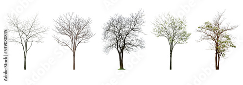 Fotografia Collection Tree without leaves Black trunk and branches
