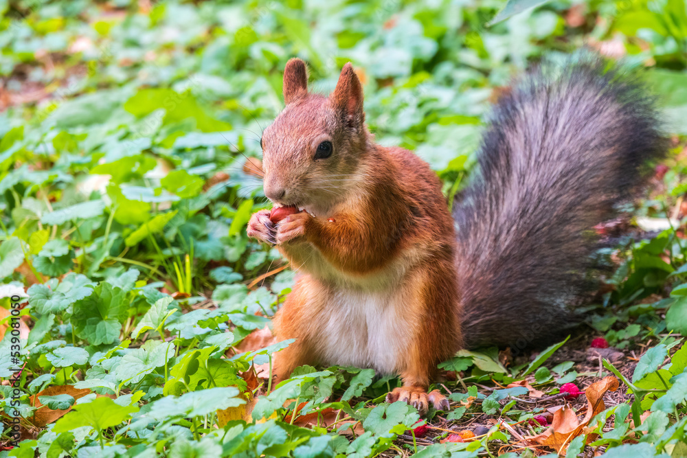 Autumn squirrel with nut sits on green grass with fallen yellow leaves Autumn squirrel with nut sits on green grass with fallen yellow leaves
