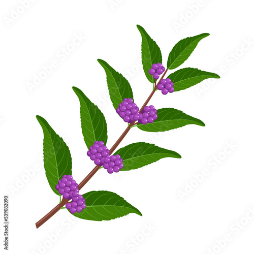 Vector illustration, beautyberry or Callicarpa macrophylla, isolated on white background. photo