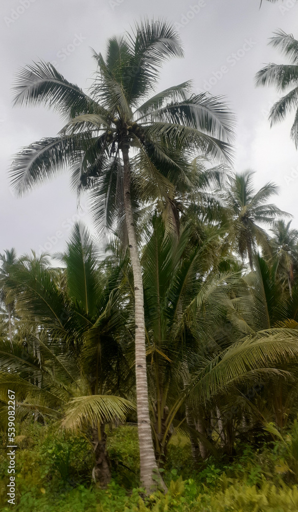coconut trees in the garden