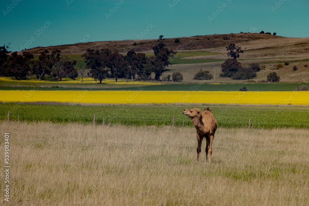 Camel in a field near a canola field