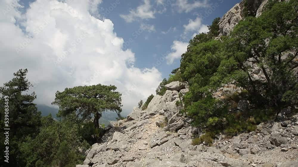 Juniper trees grow on a cliff side against a blue cloudy sky. Vegetation on a rock crumbling with large fragments and stones. Juniper trees grow on a cliff side against a blue cloudy sky. Vegetation on a rock crumbling with large fragments and stones.