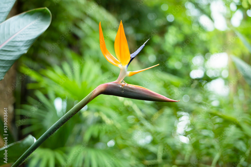 Obraz premium オレンジと紫が美しいストレリチア