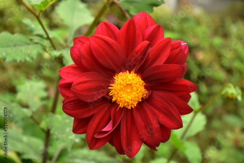 red dahlia flower in garden