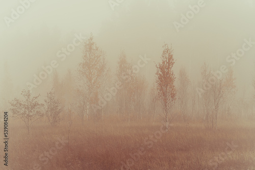 Foggy morning in the swamp, autumn landscape