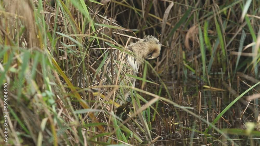 A rare Bittern, Botaurus stellaris, standing in the reeds at the edge of a lake preening. A rare Bittern, Botaurus stellaris, standing in the reeds at the edge of a lake preening.