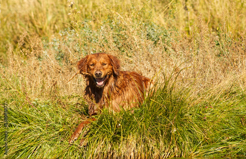 goofy golden retriever dog