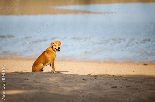 Dog smiling on the beach