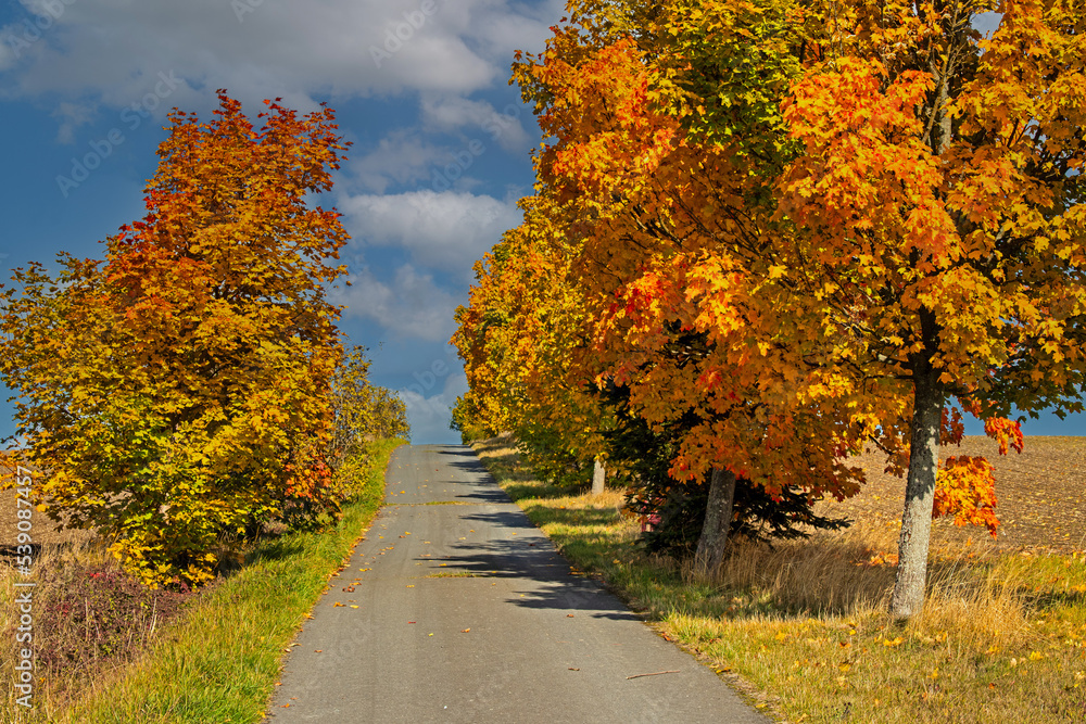 Naklejka premium Landschaft Landstraße im Herbst