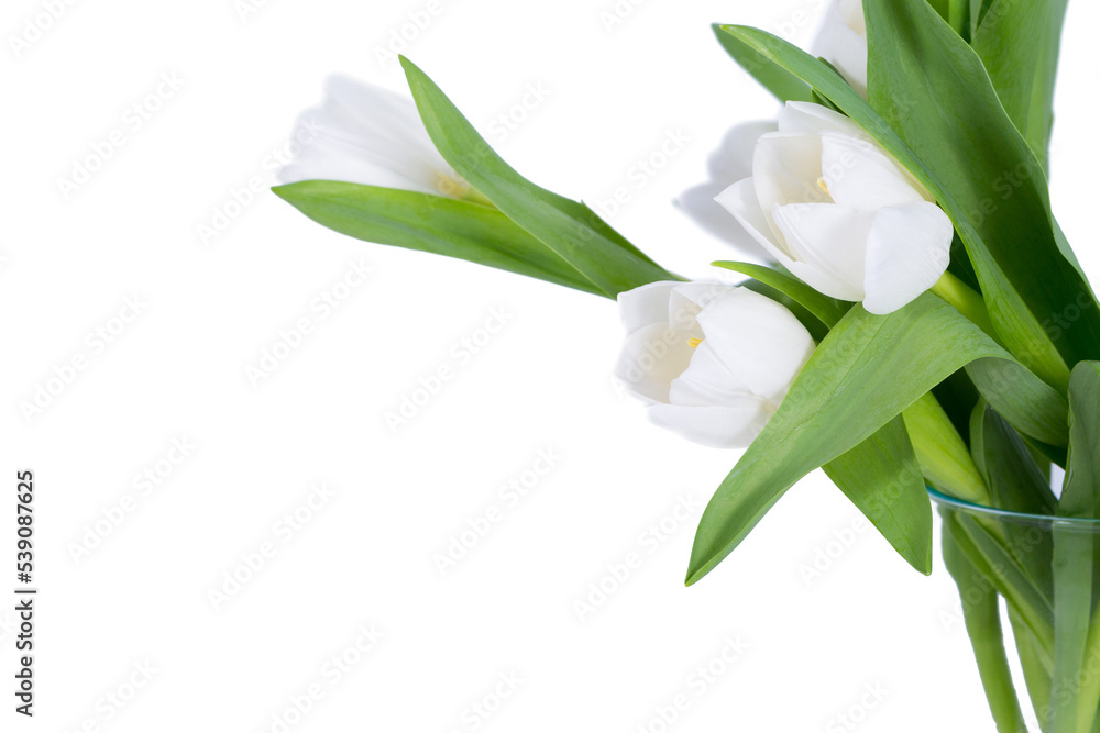 Obraz premium Red tulip flower on white background