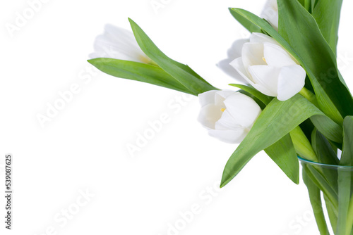 Fototapeta Naklejka Na Ścianę i Meble -  Red tulip flower on white background